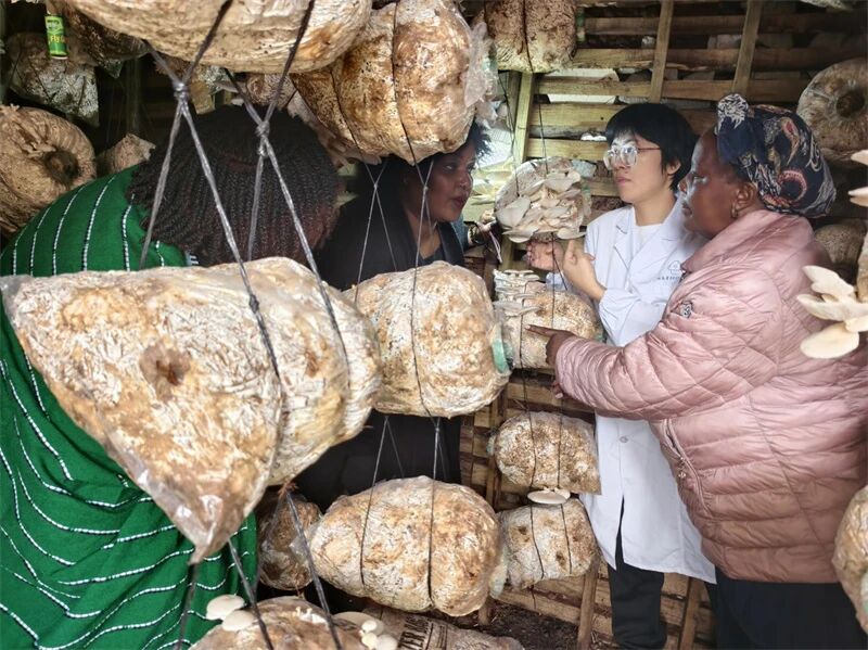展达全球，会引未来：一家湖南会展企业的出海方法论